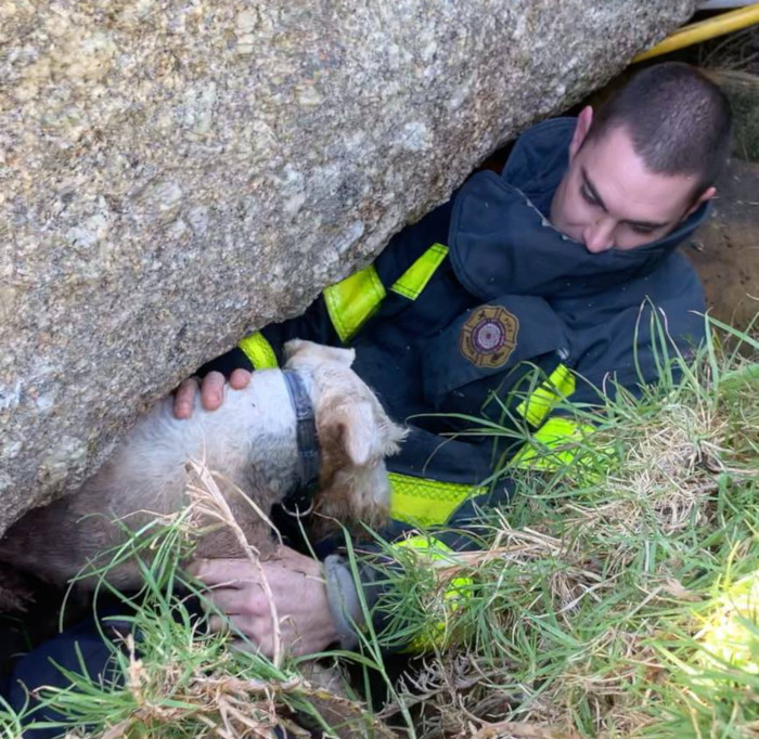 Dog rescued in Simon's Town