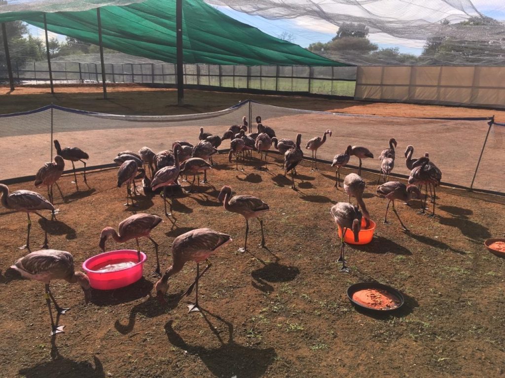 Rescued flamingos prepare to take flight