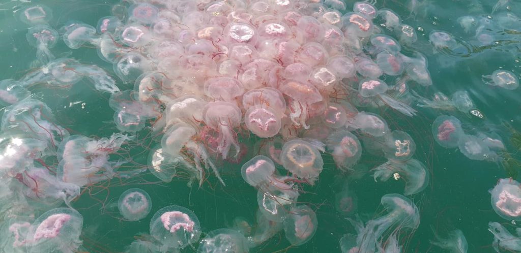Thousands of jellyfish swarm Gordon's Bay