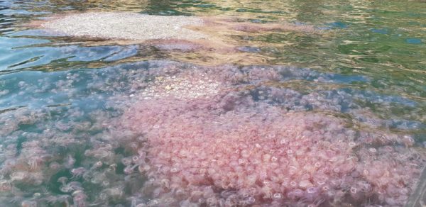 Locals cautioned about jellyfish blooms