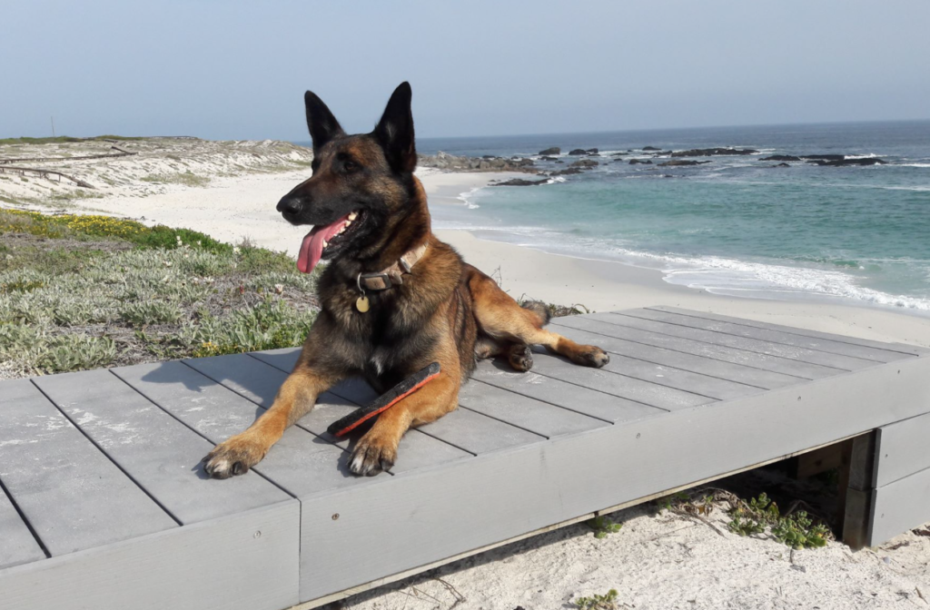Adored Cape adventure dog falls ill