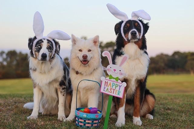 Hunt for eggs and pets this Easter