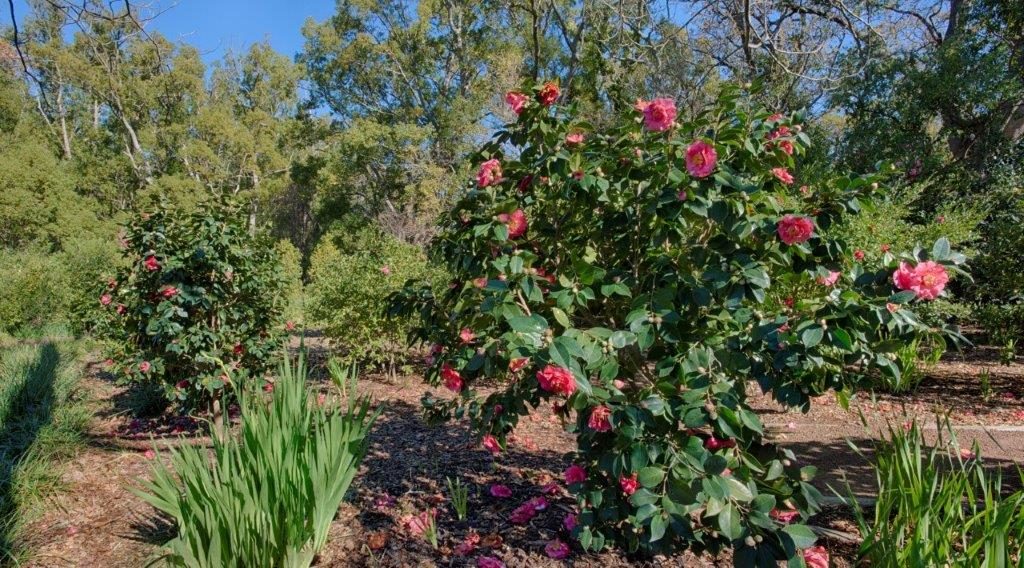 Vergelegen Estate Camellia Weekend opens for bookings