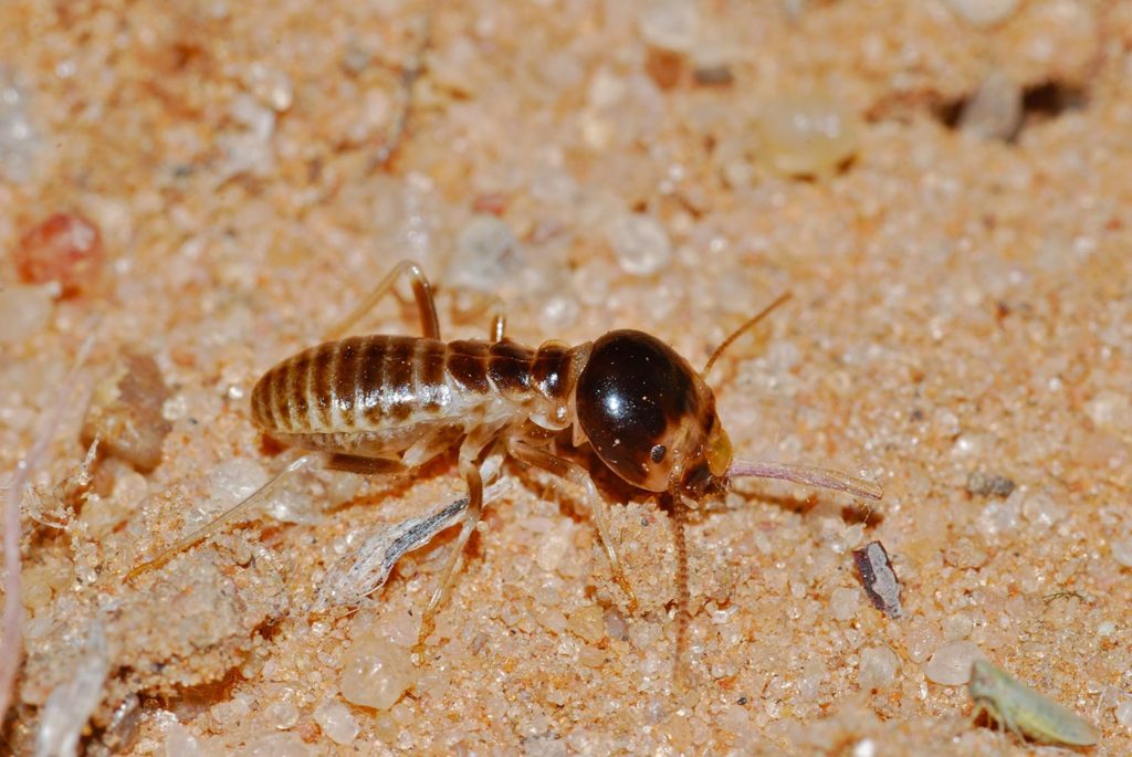Harvester termites populations rise in Western Cape