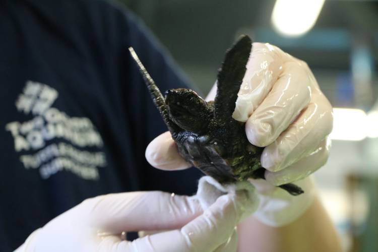 Hundreds of turtle hatchlings rescued in Cape Town
