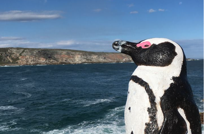 Penguin decoys help spread Cape colonies