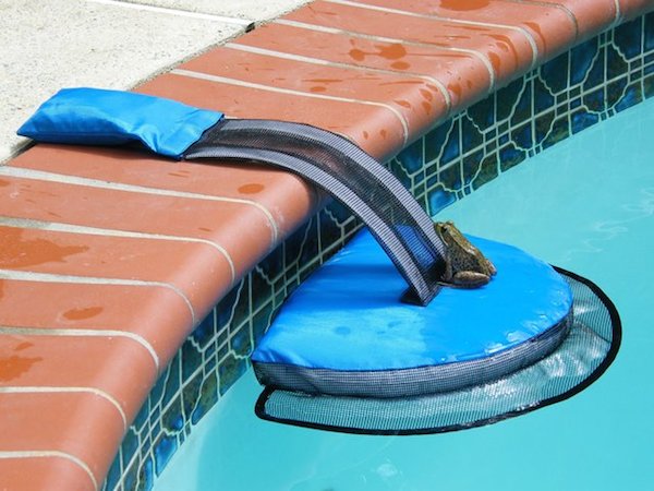 Save little critters that fall in your pool