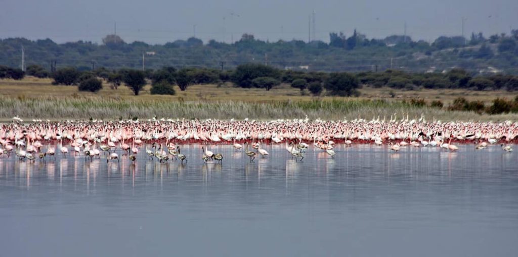 Rescued flamingoes take flight