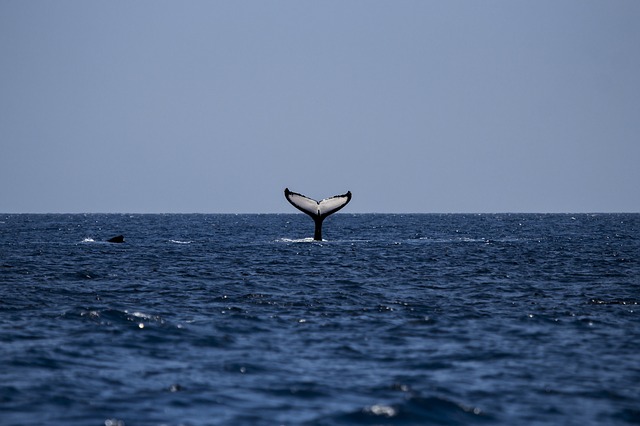 Hermanus - world's best whale watching destination