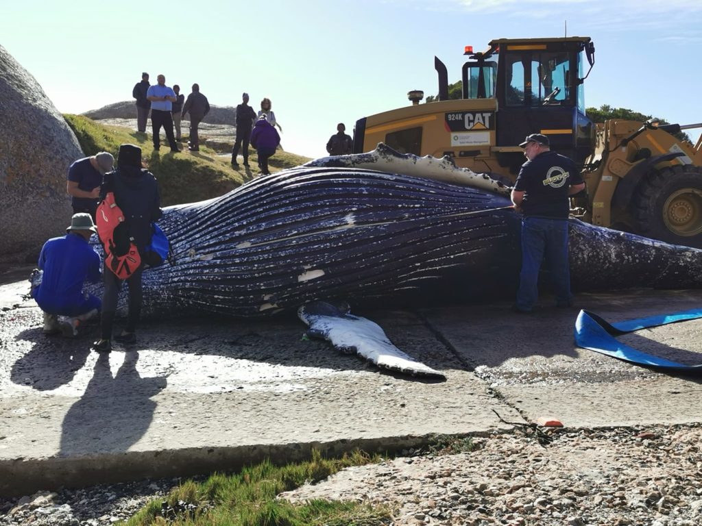 Teary end for whale caught in trap