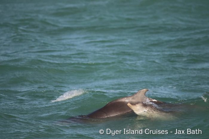 Gansbaai welcomes Humpback Dolphin calf