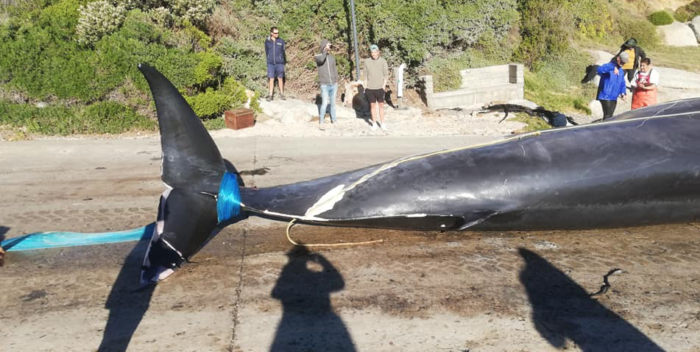 Whale caught in octopus trap dies