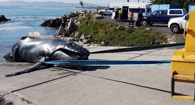 Ship propeller kills whale