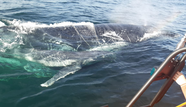 Humpback whale and calf tangled in fishing rope