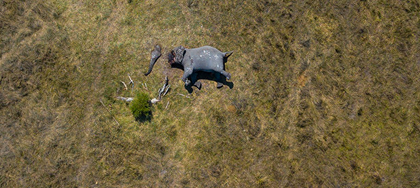 Shocking photo highlights plight of elephants