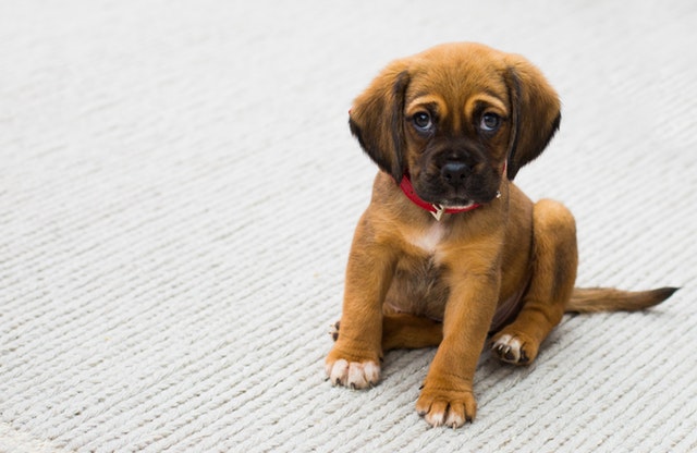 How your pet uses puppy dog eyes against you