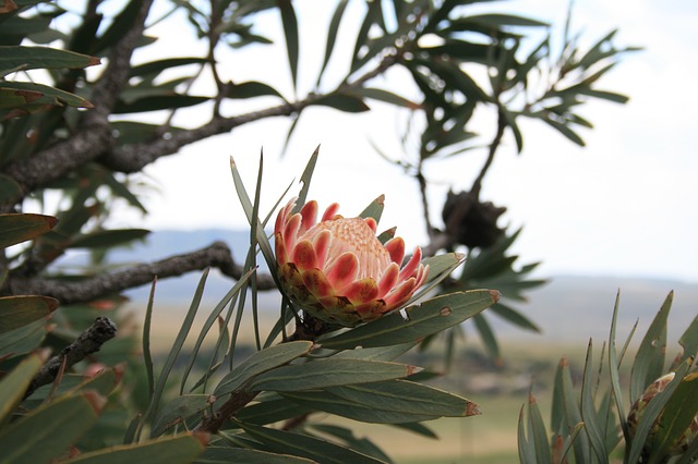 Western Cape plant species dying out