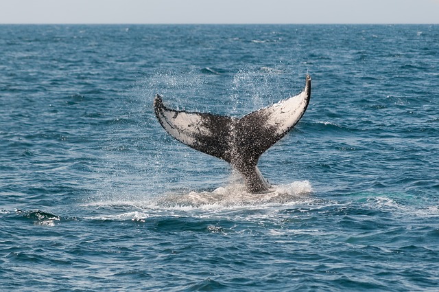 Have a whale of a time with De Hoop’s Wine Whales & Music Weekend