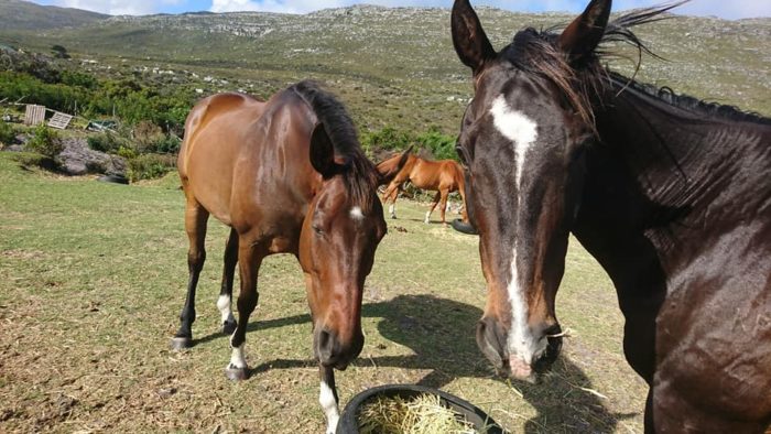 Local horse haven in danger of losing land