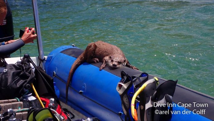 Friendly otter hops aboard in Cape Town