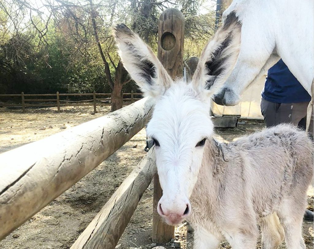 Rare silver donkey born in the Karoo