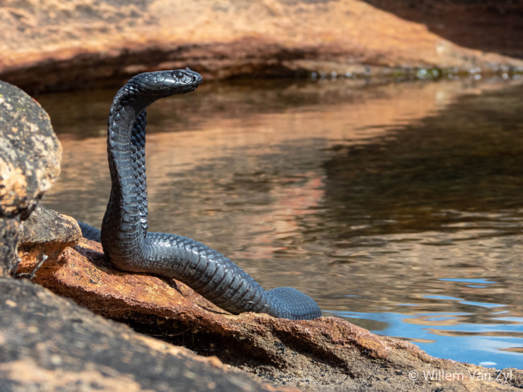 Black Spitting Cobra spotted in Cederberg pool