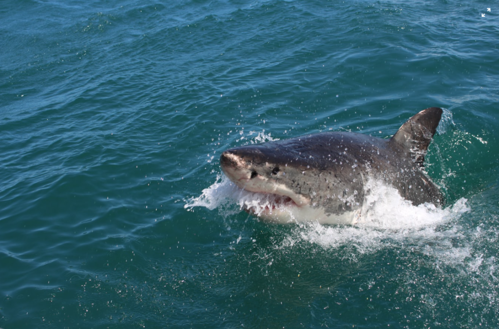 Great white spotted in False Bay