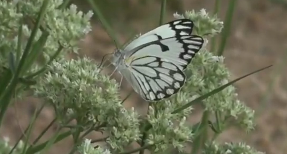 White butterflies flutter across South Africa
