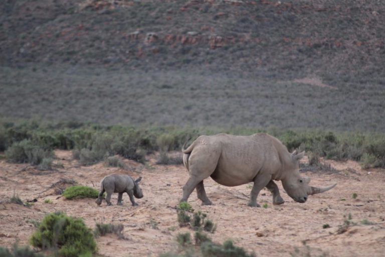 Baby rhino born on Valentine's Day