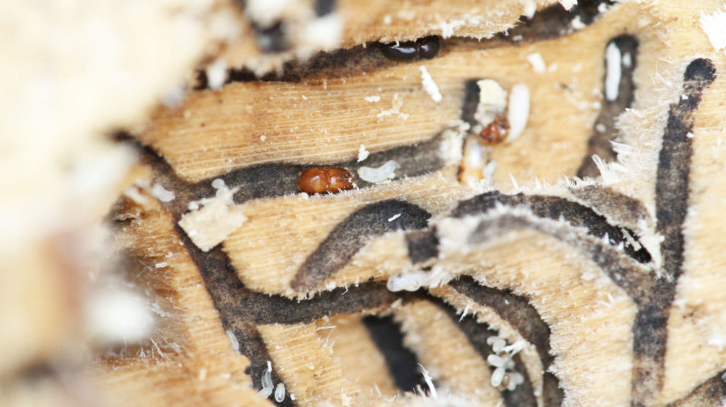 Invasive borer beetles resurface in the Cape