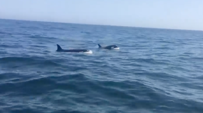 Killer whales surround great white in Cape waters