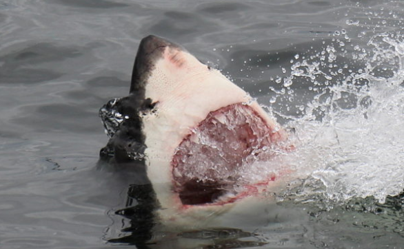 Great white shark finally spotted at Dyer Island