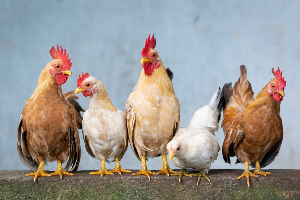 Poultry import tariff could increase to 45%