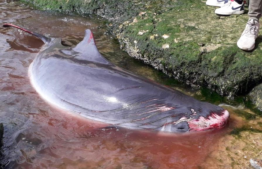 Dwarf Sperm Whale euthanised at Hout Bay Harbour