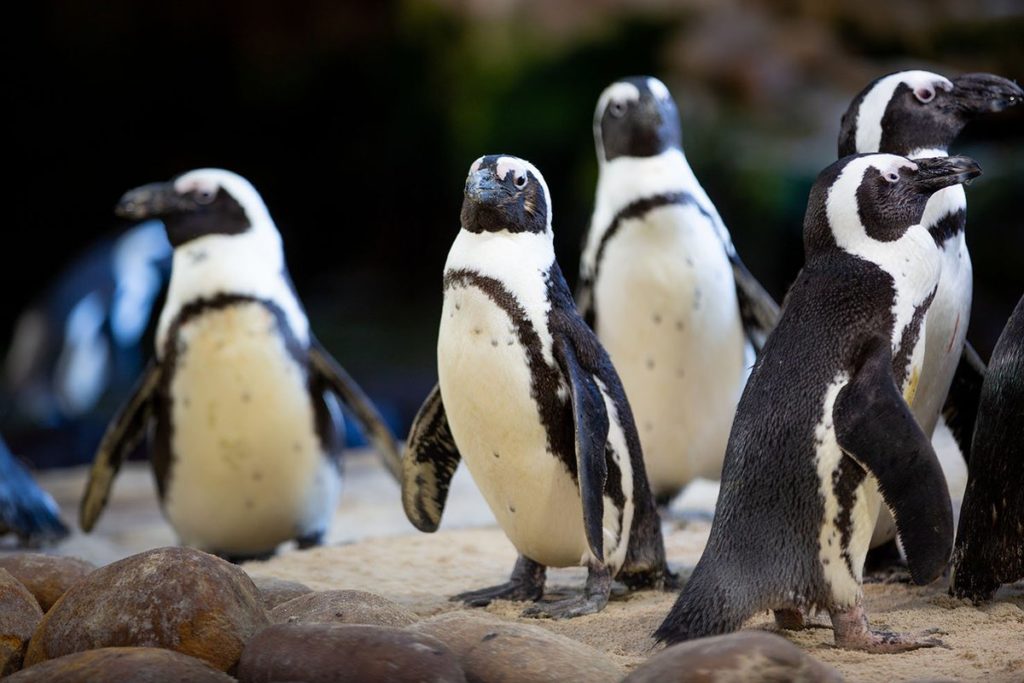 Two Oceans Aquarium penguins hop about freely