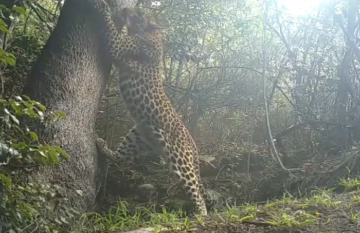 Cape leopard caught on video in Walker Bay