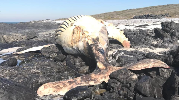 Whale carcass washed ashore near Melkbosstrand