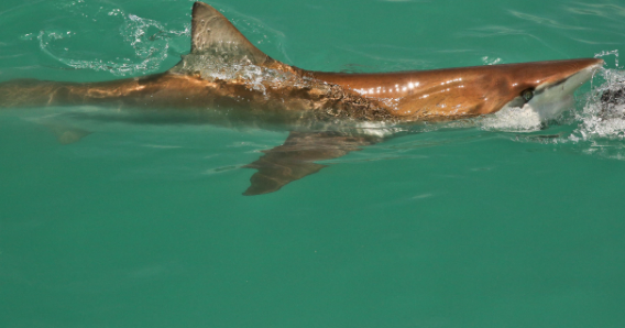 Campaign launched to protect Bronze Whaler sharks
