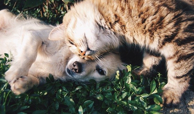 How to protect your pets during the coronavirus pandemic