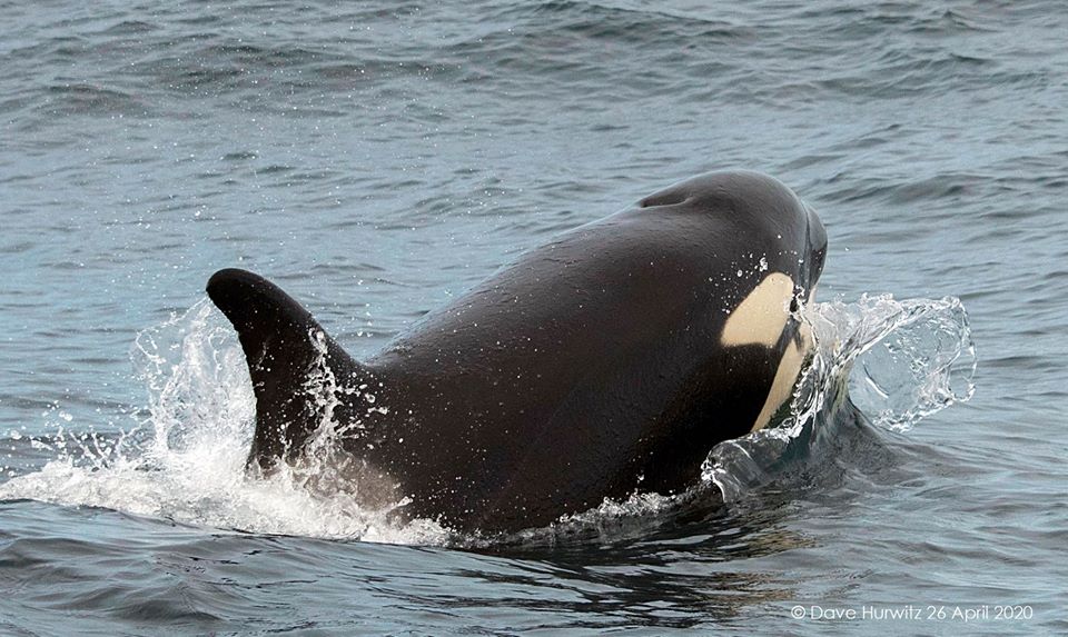 Orcas spotted in False Bay