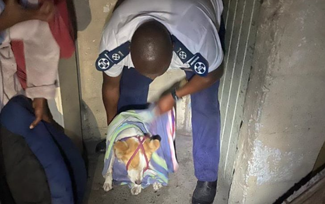 Man who beat dog detained