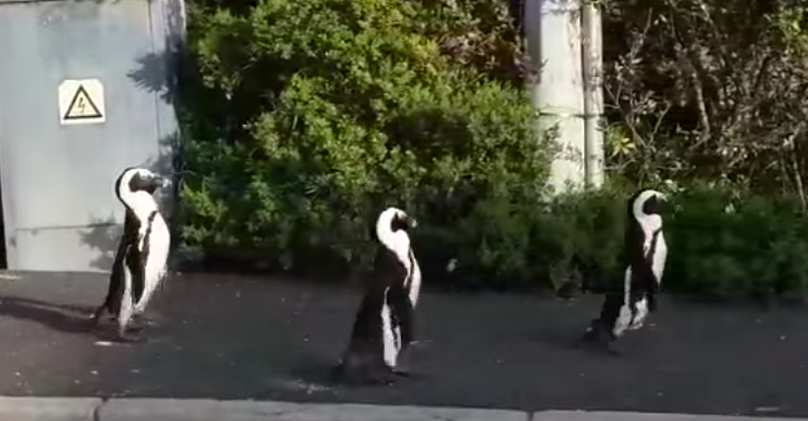 Penguins waddle around empty Simon's Town streets