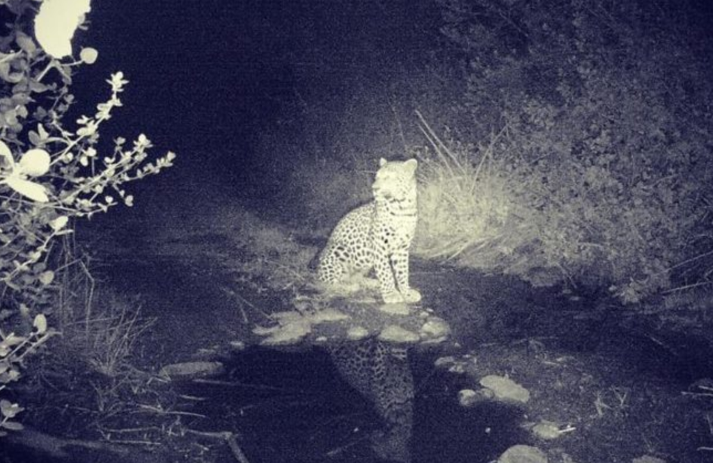 Leopard sightings not a result of lockdown