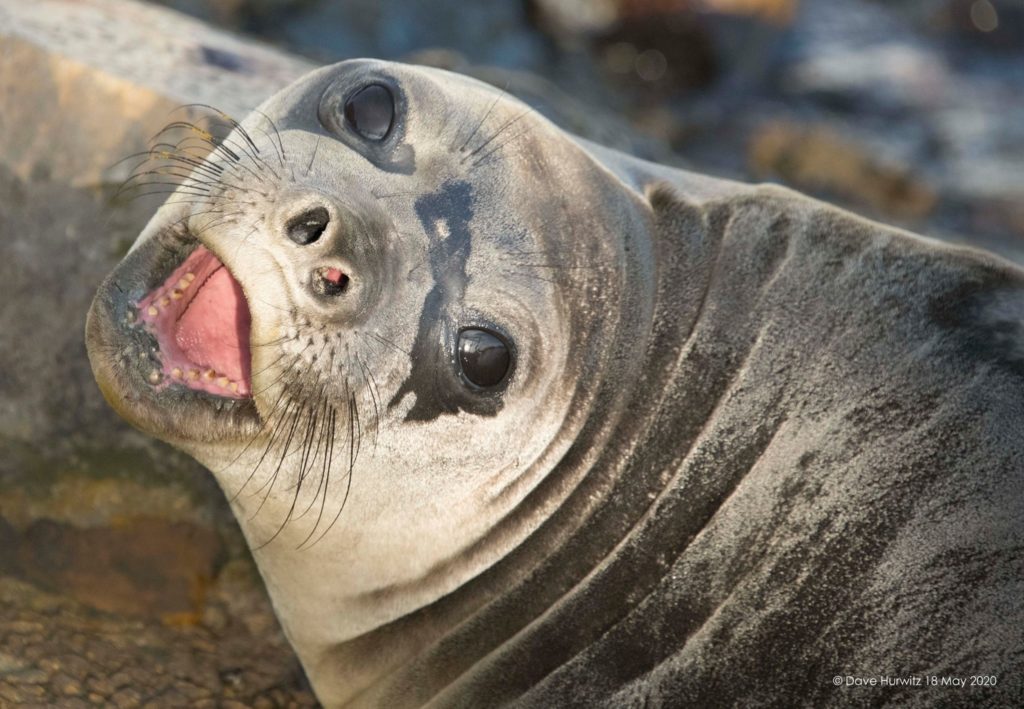 Rare Southern elephant seal sighting on Cape coast