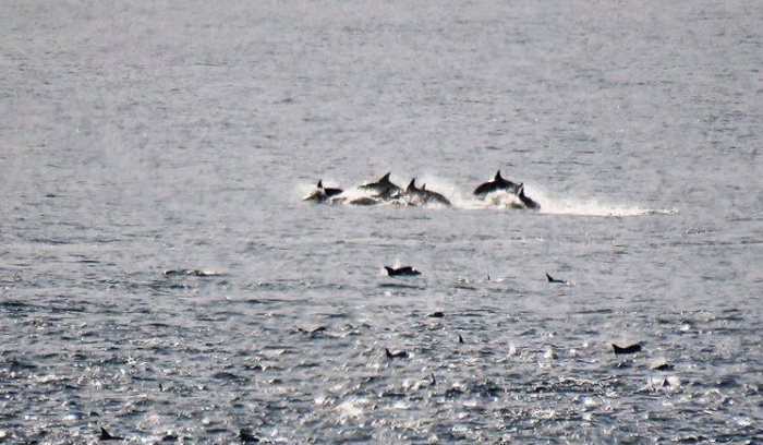 Hundreds of dolphins visit Fish Hoek and Kalk Bay