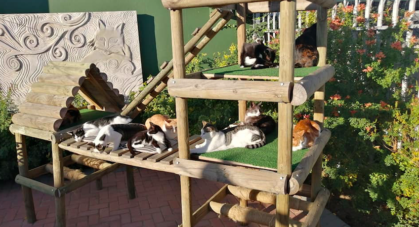Cat Heaven seeks donations to feed their felines