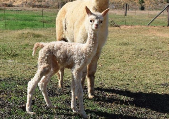 Alpaca Loom welcomes baby Rona