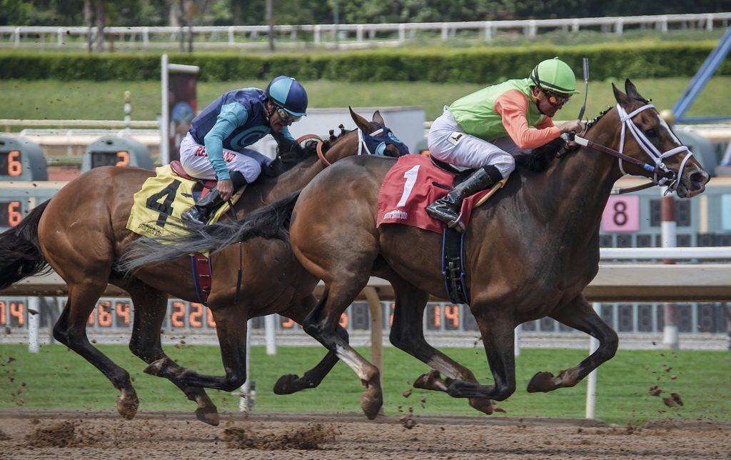 Race horses may face euthanasia amid race closures
