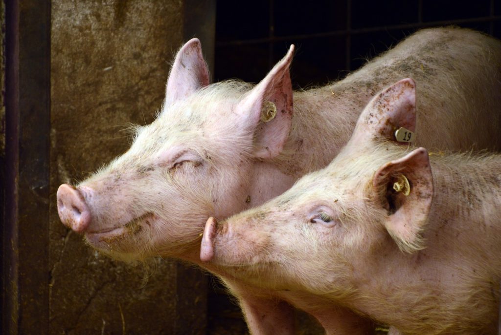 African swine fever breaks out in Eastern Cape