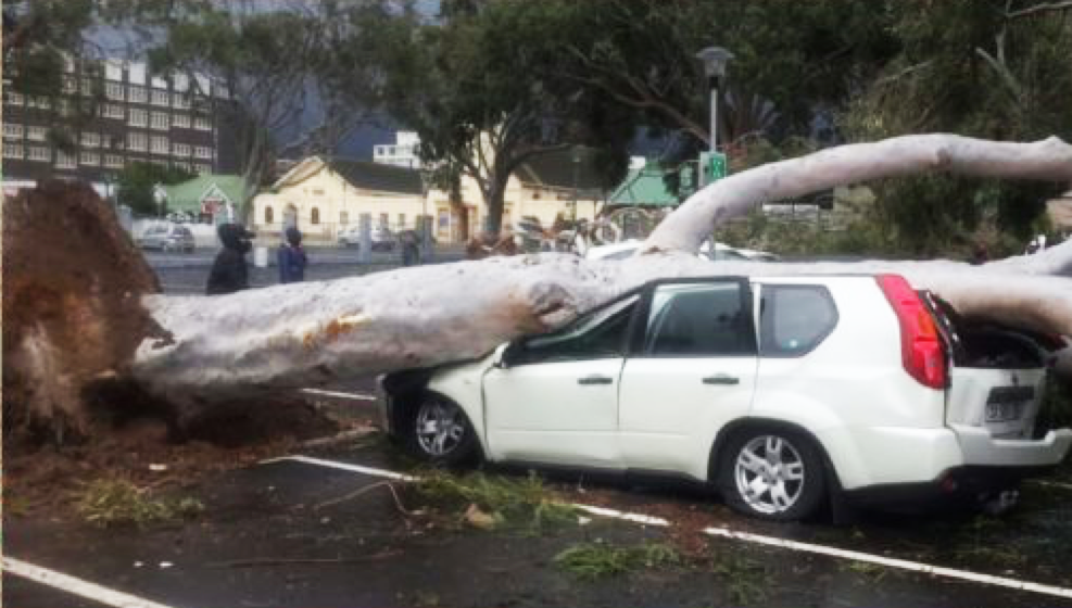 Storm wreaks havoc across the Cape, trees uprooted